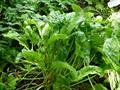 common sorrel